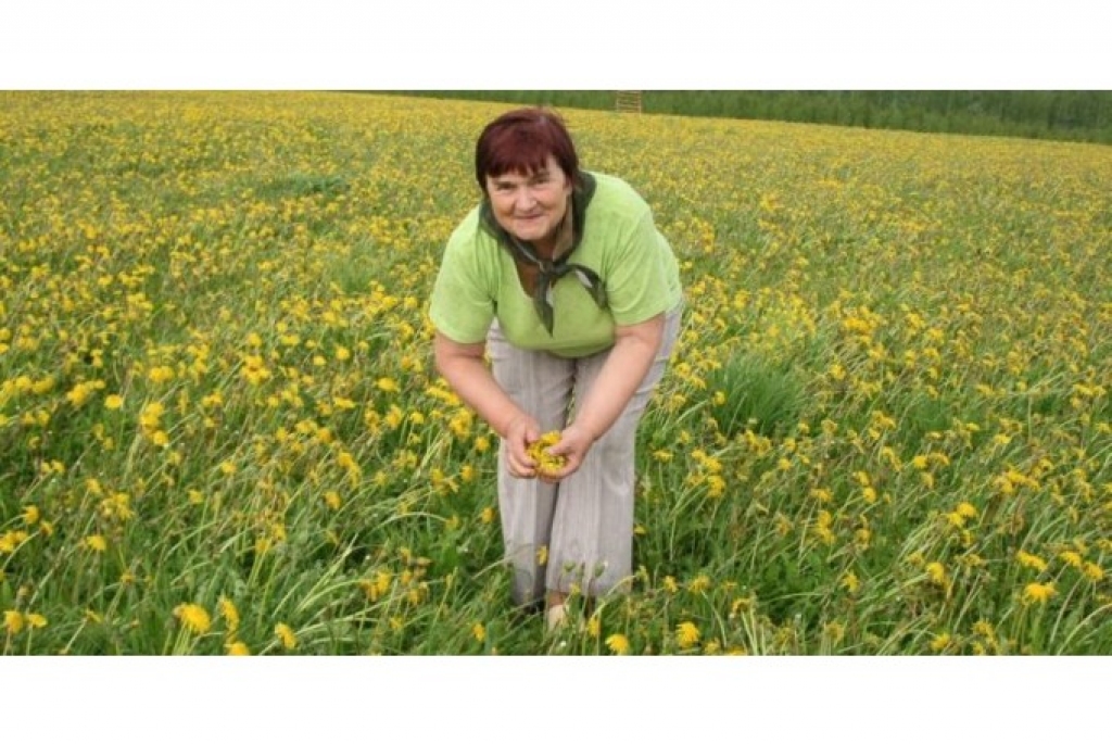 Ņina Laurenoviča atzīst, ka pieneņu pļava ne tikai priecē acis, bet to ziedi ir noderīgi arī veselības uzturēšanai.
Autors: AIVARS ZILBERS