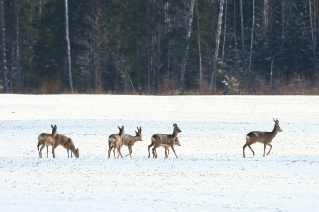 Autors: medniekiem.lv