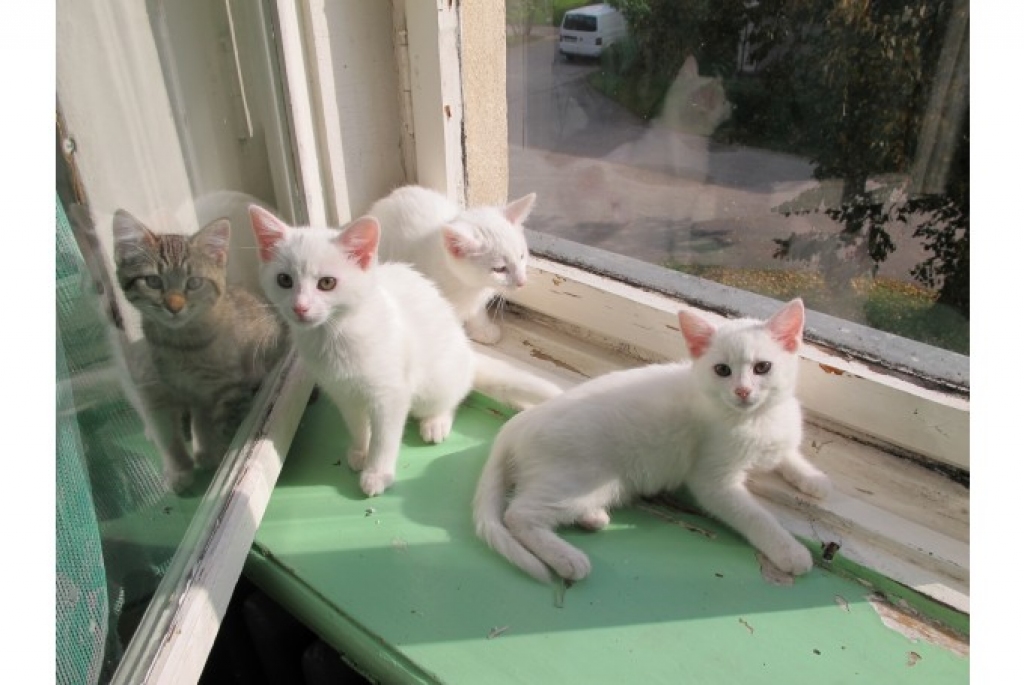 Attēlam ir tikai ilustrējošs raksturs!
Autors: NO ARHĪVA