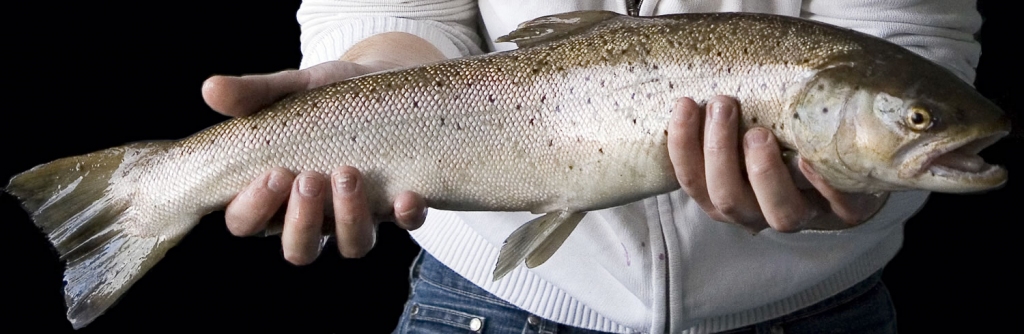 Autors: fishing.nomad.lv