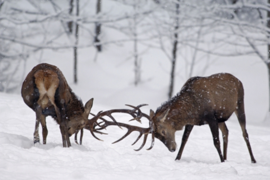 Attēlam ir tikai ilustrējoša nozīme!
Autors: ilustretajunioriem.wordpress.com