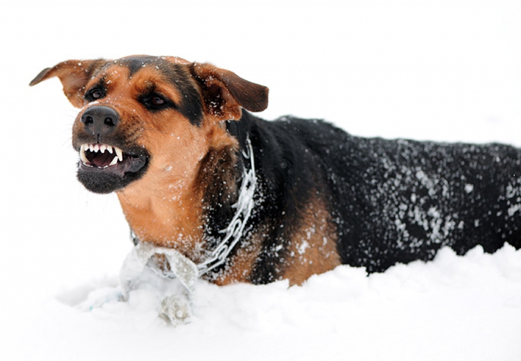 Fotogrāfijai ir tikai ilustrējoša nozīme!
Autors: kasjauns.lv 