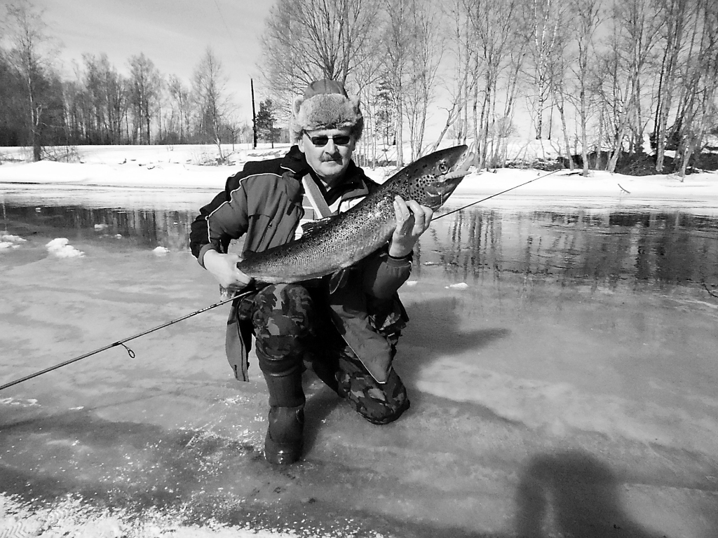 Einārs Siliņš: “Kad lasis parādījās ūdens virspusē, paspēju ievērot, ka vobleris ir viņam mutes sānā un florkarbona pavada kaut kā dīvaini nāk ne no tās vietas voblerim, kur tā ir pie viņa piesieta.”   