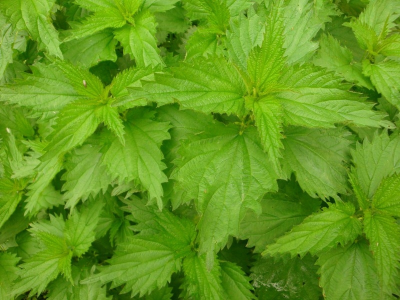 Autors: tavavirtuve.lv 