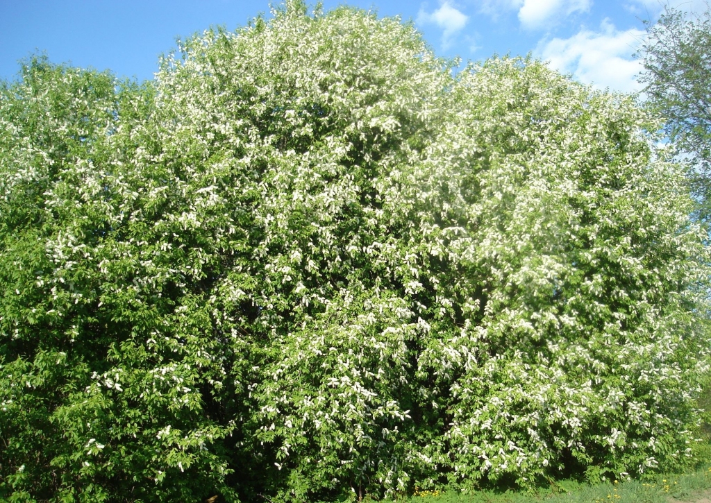 Autors: Sarmīte Ozola