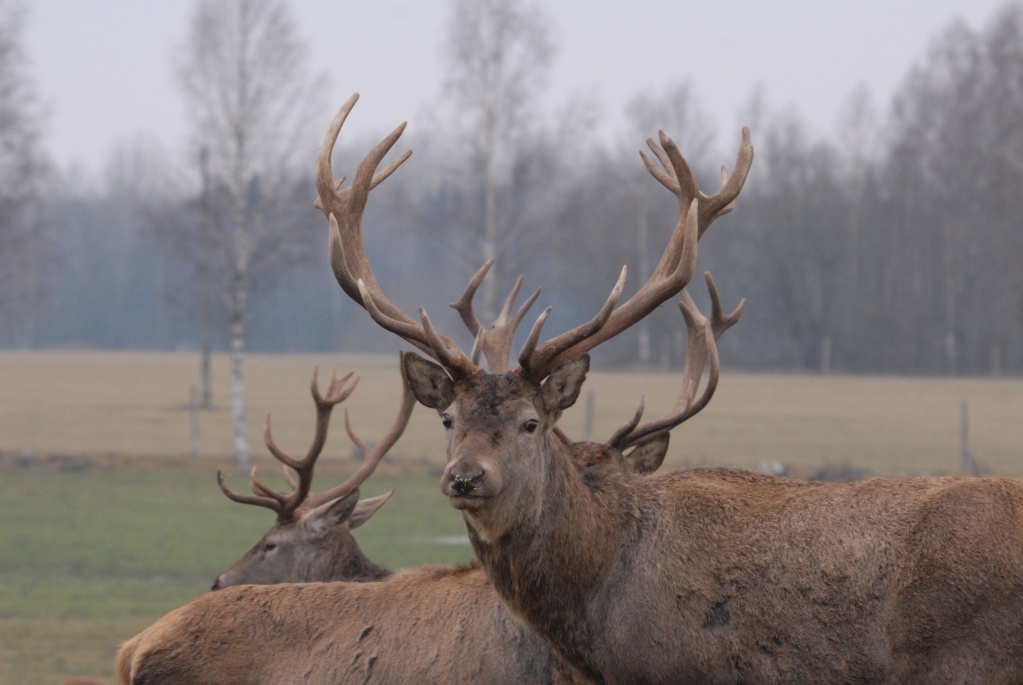 Autors: PUBLICITĀTES