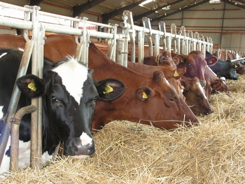 Autors: kocenunovads.lv 