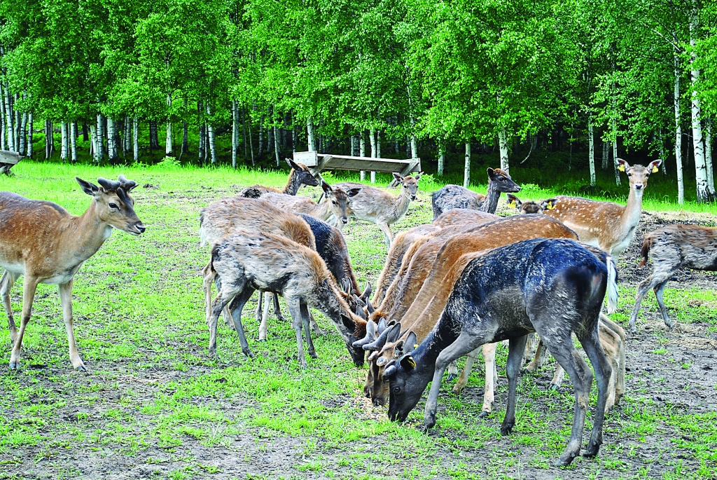Aluksniesiem.lv raksta attēla aizvietotājs
