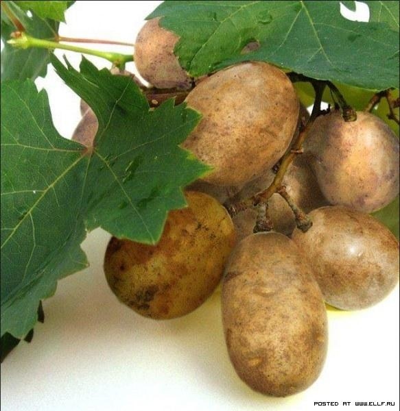 Autors: spoki.tvnet.lv