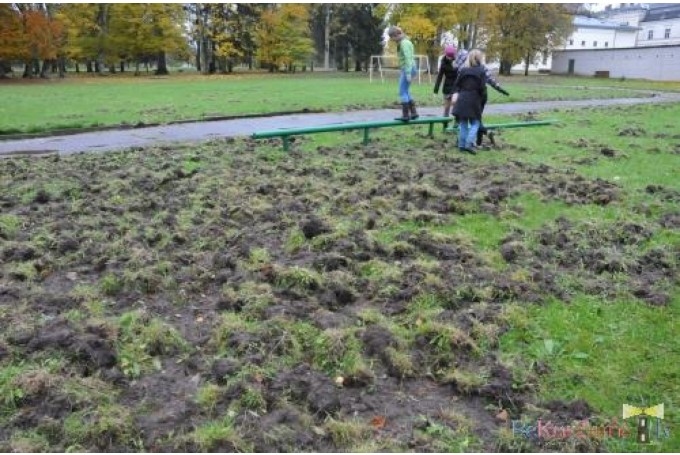 2010. gads: Aizputes novadā mežacūkas uzrakušas Dzērves pamatskolas sporta laukumu
Autors: no arhīva
