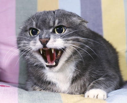 Attēlam ir tikai ilustrējoša nozīme!
Autors: bluecats.1w.lv