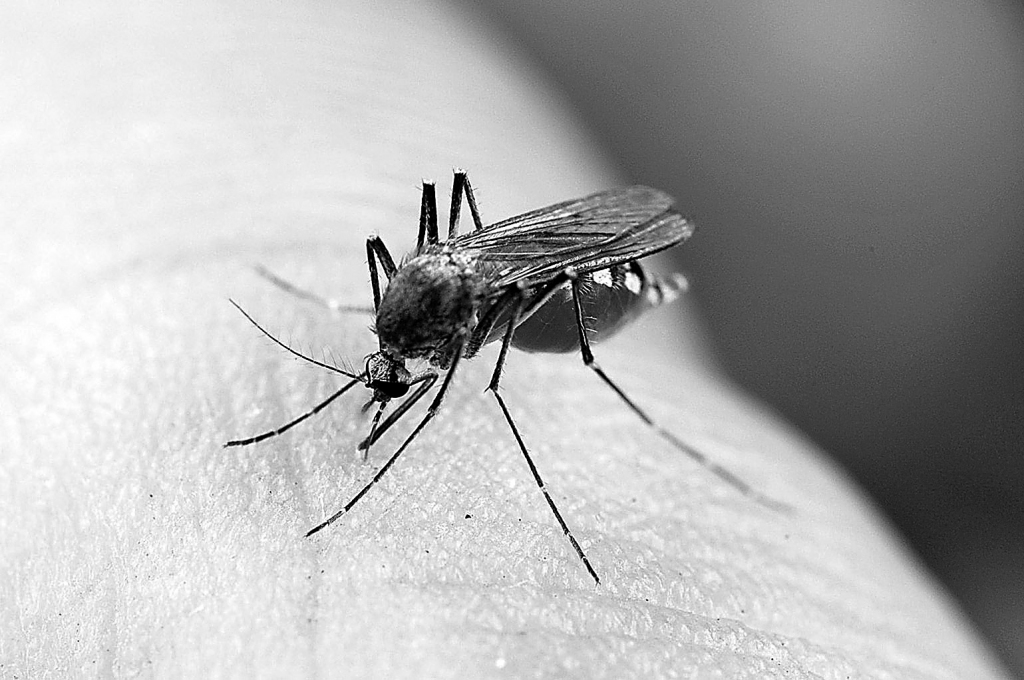 Kukaiņa kodiens parasti lielas problēmas nesagādā un ātri tiek aizmirsts, ja vien neizsauc alerģisku reakciju un izteiktu niezi. Tad vairs nav tālu arī līdz infekcijai – nokasa līdz jēlumam un jau jāsāk domāt, kā dezinficēt brūci.
Autors:  no www.huffingtonpost.com