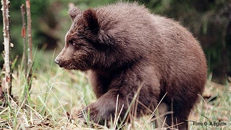 Autors: www.daba.gov.lv