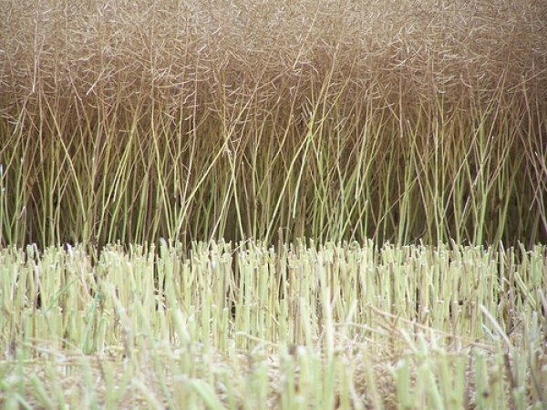 Autors: www.saimnieks.lv 