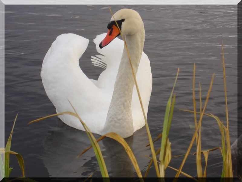 Fotogrāfijai ir tikai ilustrējoša nozīme!
Autors: SARMĪTE OZOLA