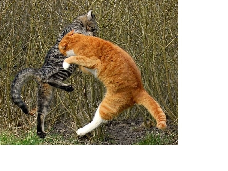 Attēlam ir tikai ilustrējoša nozīme!