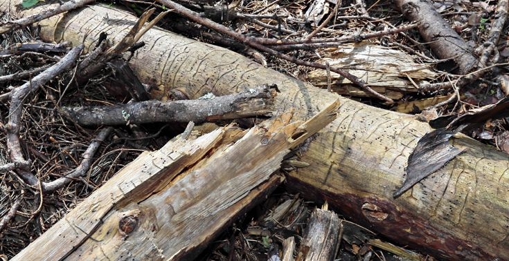 Autors: profesijupasaule.lv