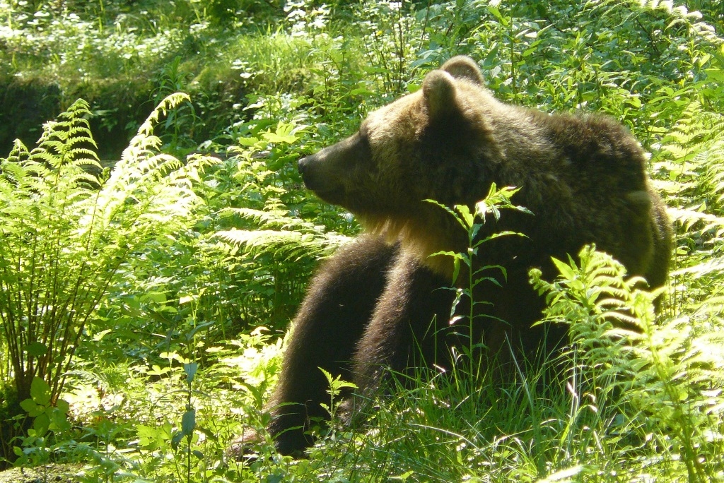 Ilzīte
Autors: Velga Vītola