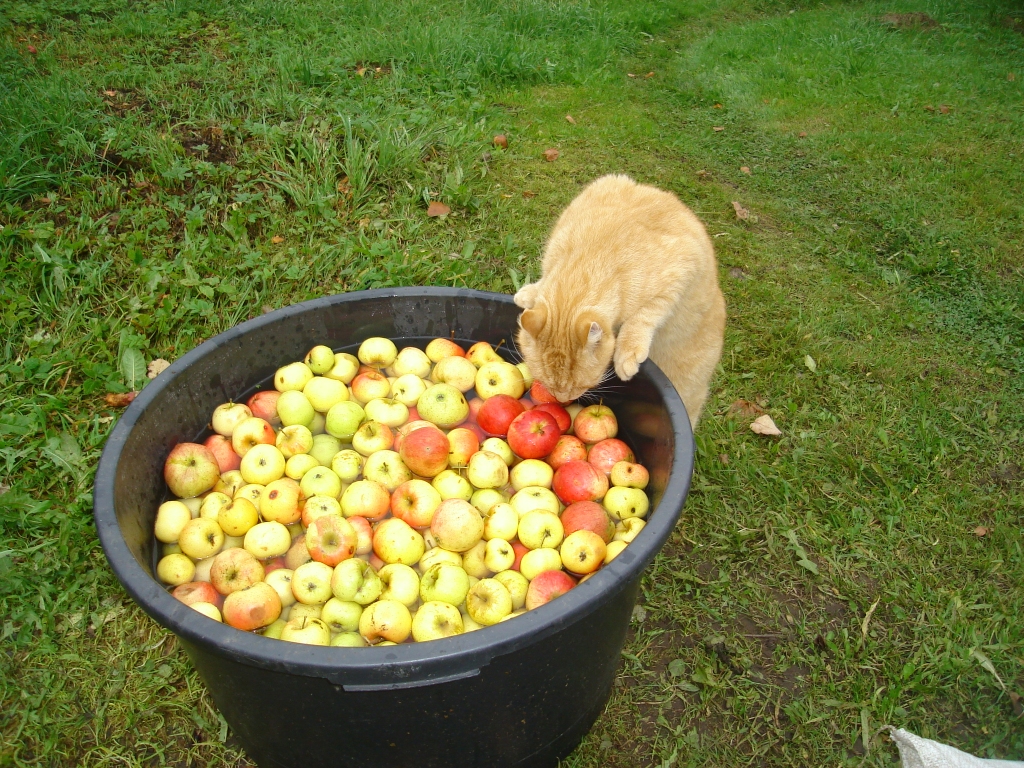 Fotoattēlam ir tikai ilustrējoša nozīme!
Autors: Sarmīte Ozola
