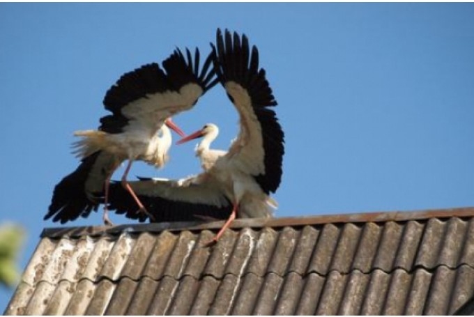 Autors: staburags.diena.lv