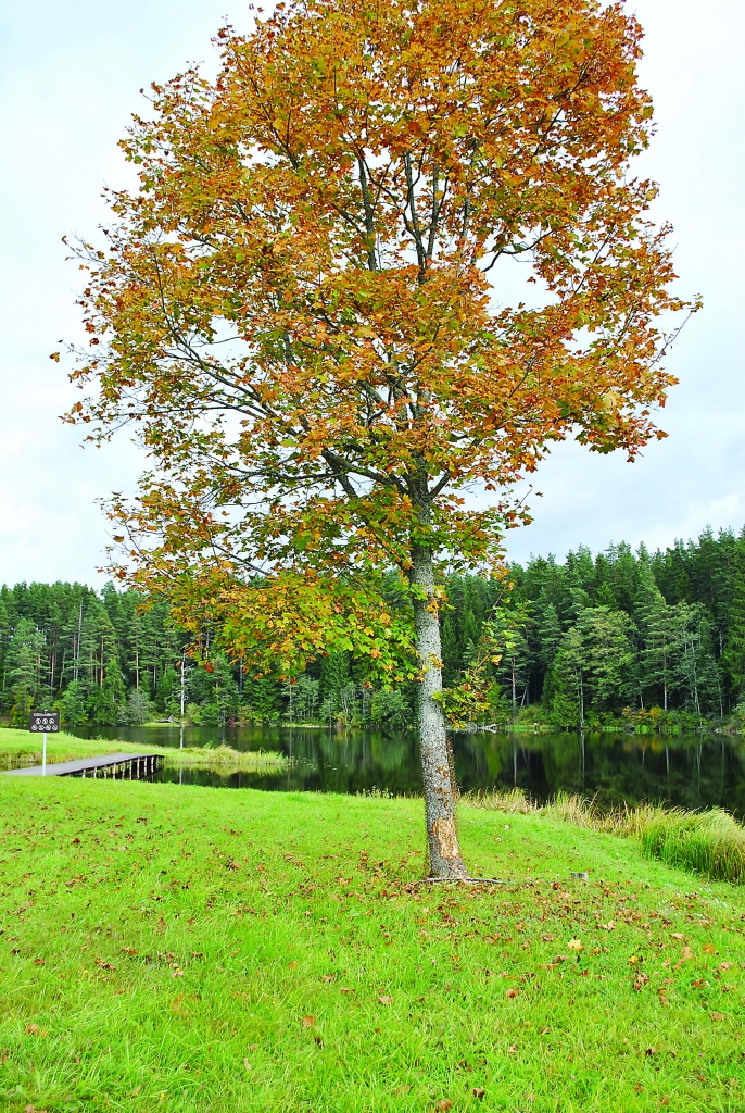 Kļavu Tepera krastā savai ēdienkartei bija nolūkojis bebrs, tāpēc bija jāievieš šāda aizsardzība.                                                           

Autors:  SANDRA PĒTERSONE