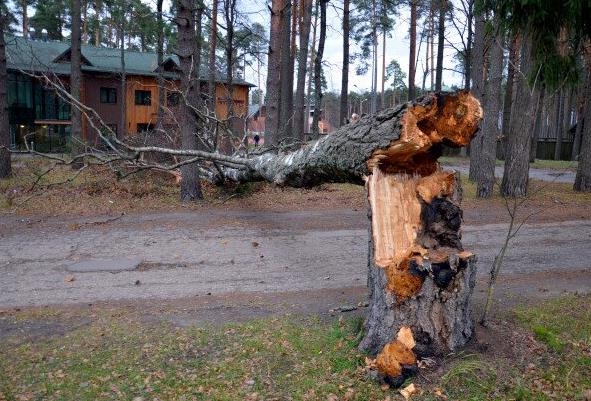 Arī Valmieru skārusi spēcīga vētra
Autors: @valmiera_lv