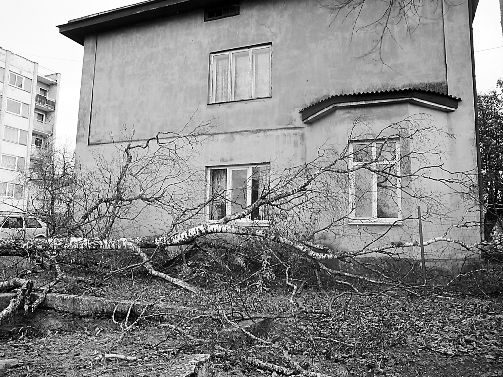 Naktī uz otrdienu netālu no Rīgas ielas 40. nama Valkā vētras spēku neizturēja bērzs, kas nogāzās pie pašas divstāvu mājas sienas.                                                                                                                                               

Autors:  INGA KARPOVA
