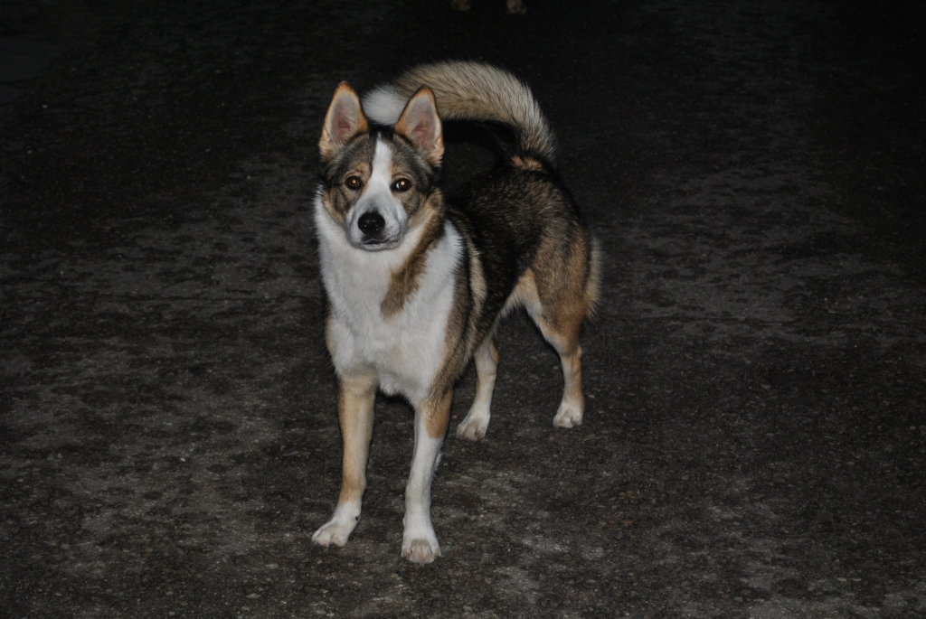  Vairāk nekā nedēļu Smiltenē, Drandu ielā, klaiņo aptuveni pusgadu veca suņu meitenīte. Patlaban viņa atrodas savās pagaidu mājās, taču gaida ierodamies savus īstos saimniekus vai cilvēkus, kuriem ir laba sirds un augsta atbildības sajūta. 
Autors: SANTA SINKA