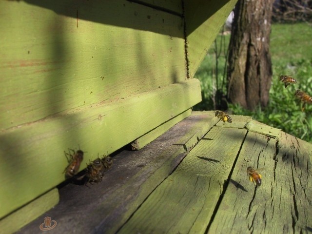 Autors: Sarmīte Ozola