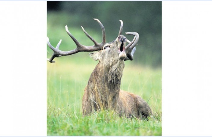 Attēlam ir tikai ilustrējoša nozīme!
Autors: diena.lv