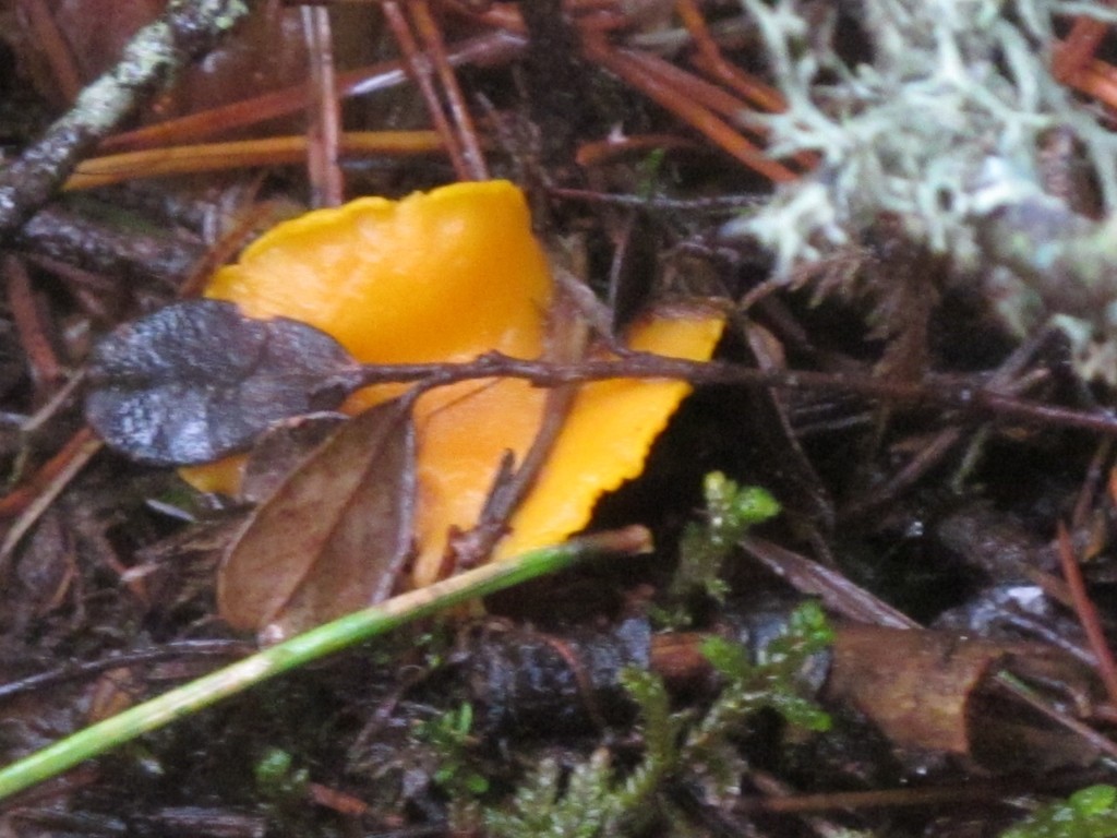 Autors: INGA KARPOVA