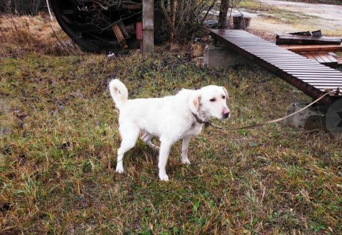 Aluksniesiem.lv raksta attēla aizvietotājs