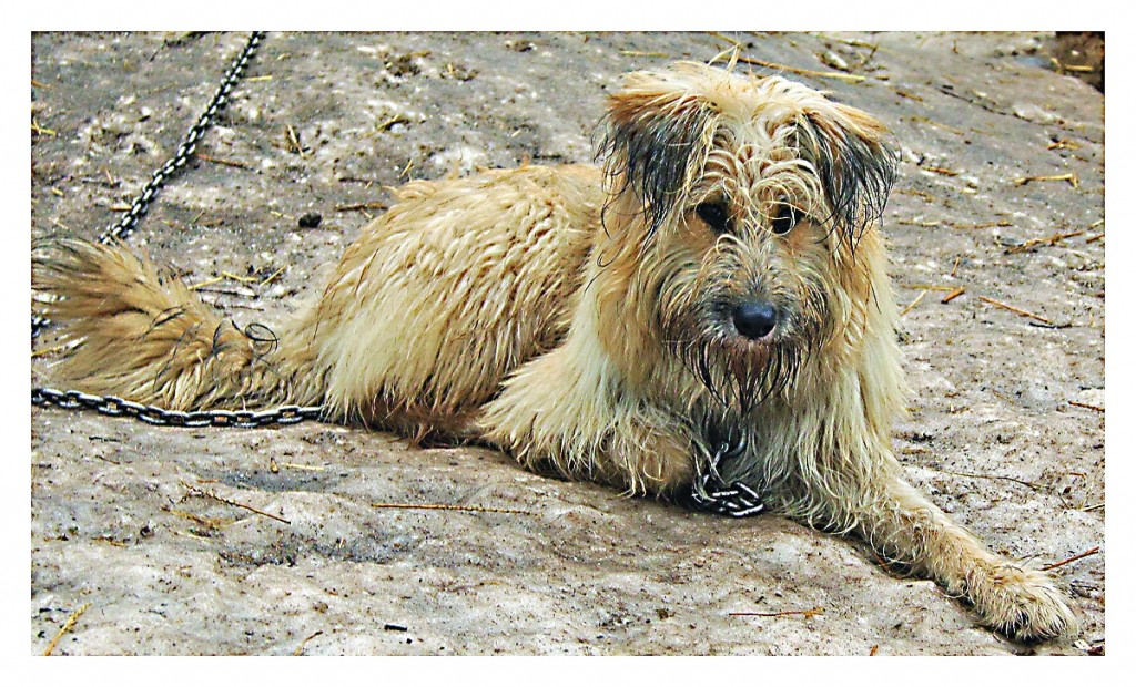 Ja vēlies dot pajumti Mondijai vai kādam citam Līču ķepainim, sazinies pa 27863333, adopcija@ulubele.org vai brauc ciemos.            
Autors:  ZANDA BĒRZIŅA