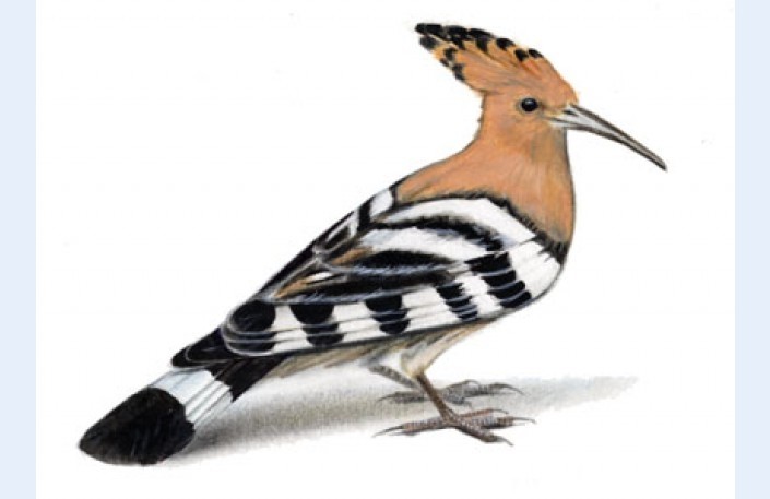 Autors: www.latvijasdaba.lv