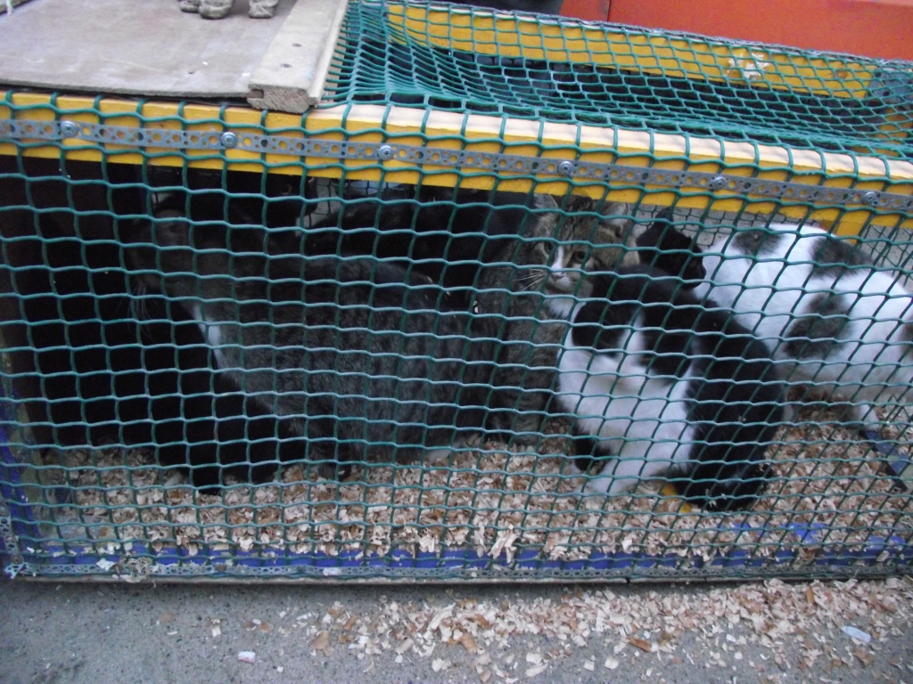 Aluksniesiem.lv raksta attēla aizvietotājs