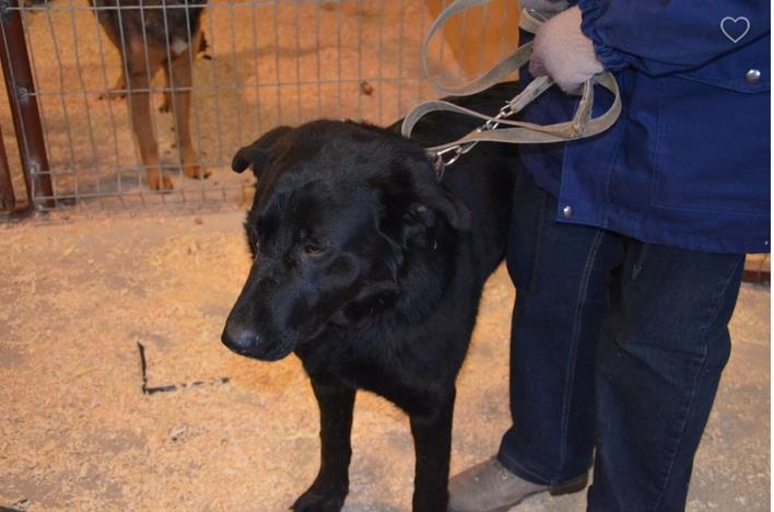 Saimnieka suns, kurš pieklīdis Raunā, saskumis gaida savējos.