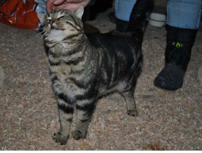 Šis ir viens no desmit Smiltenē notvertajiem klaiņotājiem, kuru arī iemidzināja.....
Autors: Sarmīte Ozola