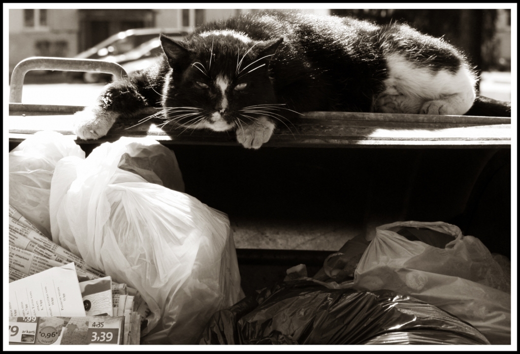 Graustu miljonārs. 
Autors: Zanda Bērziņa