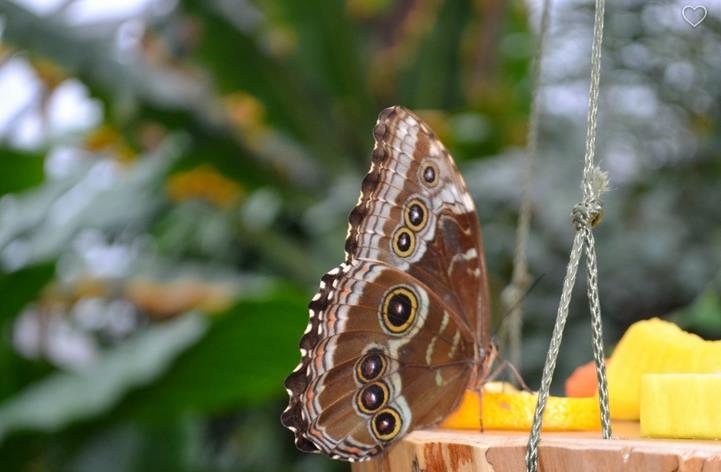 Ieskats botāniskā dārza ekspozīcijās.
Autors: Daira Zemture