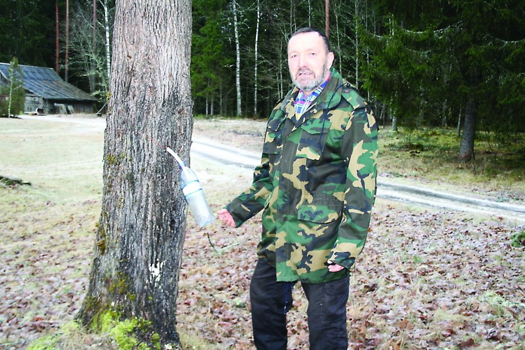 Ansis Gulbis uzskata – ja kļava sāk dot sulu, tas ir rādītājs, ka ziema pārdzīvota.                                                                                                     
Autors:   AIVARS ZILBERS 