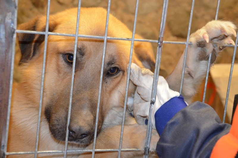 Šķirne
b/šķ.
Dzimums
tēviņš
Vecums
1-6 mēneši
Apraksts
Jauns, labsirdīgs suņu puika, kuram patīk kontaktēties ar cilvēkiem un kā jau pusaudzim arī dauzīties, ir gatavs doties pie jauniem saimniekiem, uz jaunām mājām.