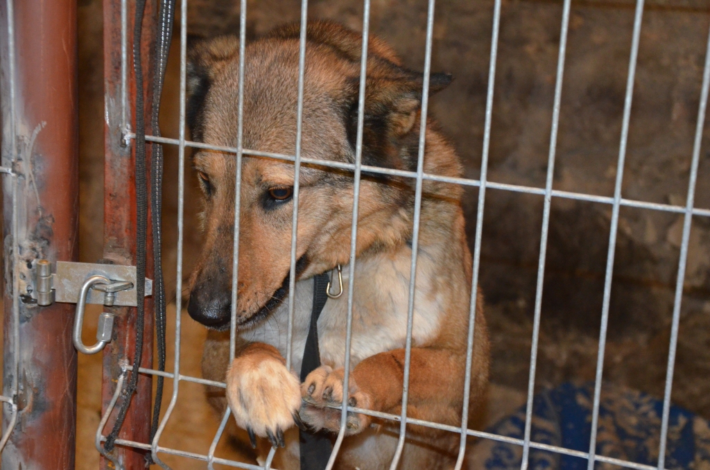 Labi kopta kucīte atrasta klaiņojam Beātes ielā. Ja atpazīstat sunīti un ziniet viņa saimniekus, gaidīsim Valmieras dzīvnieku patversmē, m.t. 29230307.