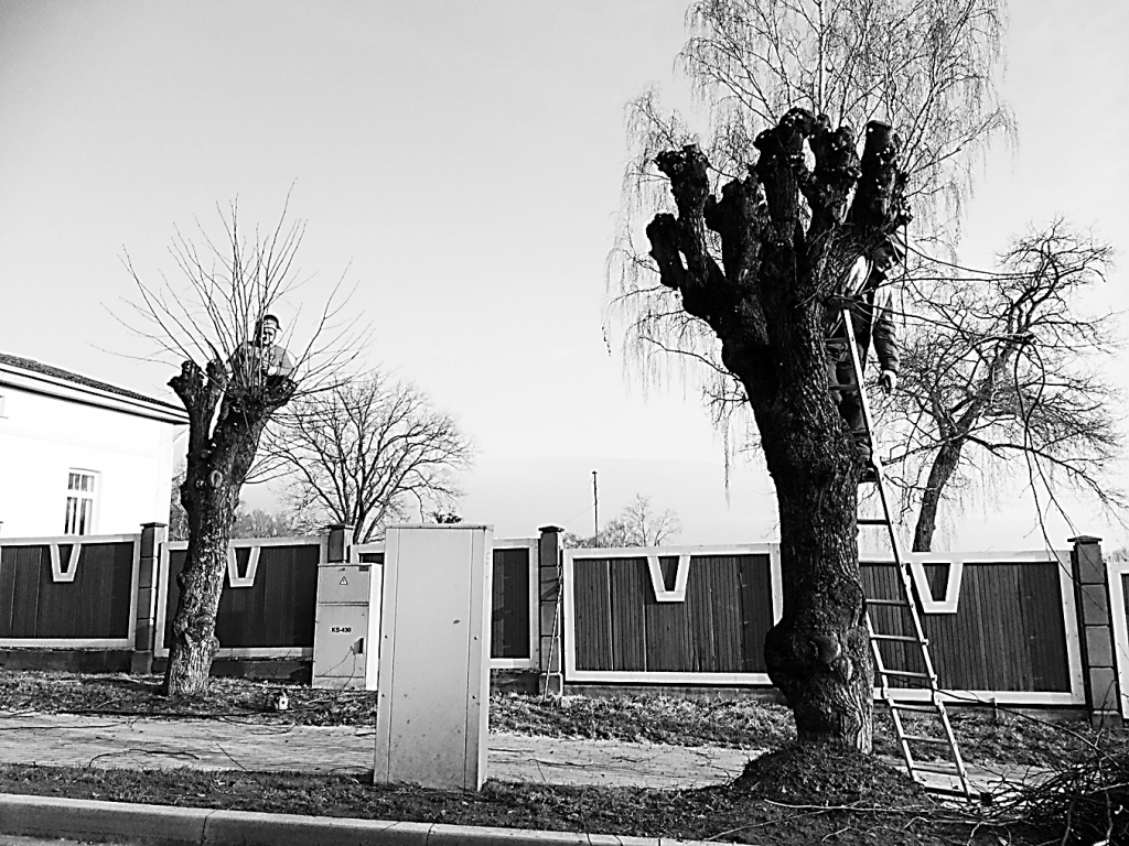 Ieraugot šādu ainu Smiltenē, iedzīvotājiem nav jāsatraucas, jo koku sakopšanas un zāģēšanas darbus organizē pašvaldība, uzticot tos veikt profesionāļiem.                                                                 
Autors: NO SMILTENES NOVADA DOMES ARHĪVA