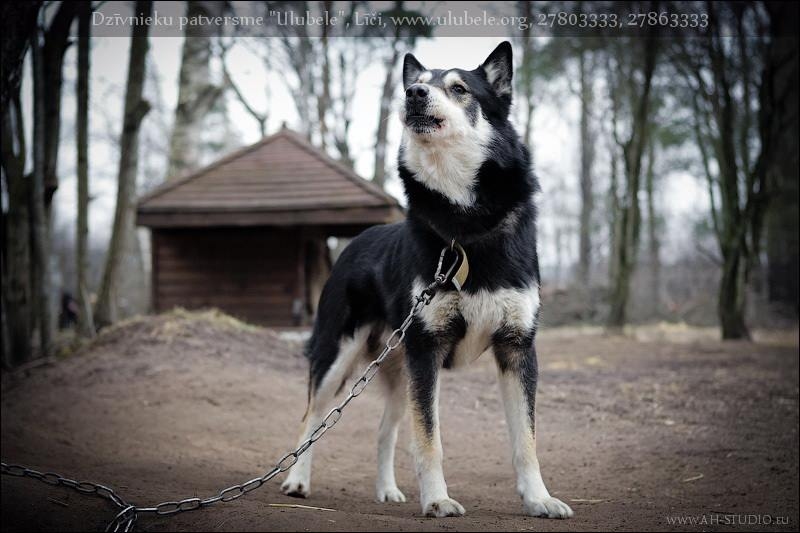 Autors: Ulubeles draugs, fotogrāfe, kuru zina daudzi suņu mīļi pasaulē – Anna Hudorozhova 