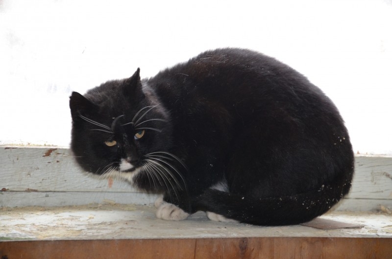 Melnais runčuks Valmieras dzīvnieku patversmē atvests no Smiltenes. Pret cilvēkiem izturas ar piesardzību, bet nav agresīvs.
Datums
18.03.2014 