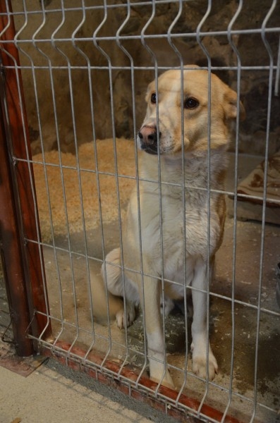 Šķirne-b/šķ

.Dzimums-tēviņš

Vecums-1-3 gadi

Apraksts-Smilšu krāsas suņu puika pieklīdis kādās mājās Raunas novadā. Meklē saimniekus.

Datums-24.03.2014

Atrašanas adrese-Raunas pagasts