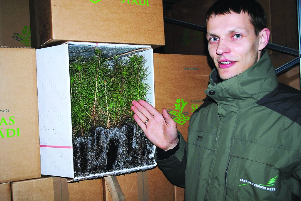 Strenču kokaudzētavā šomēnes ir sējas laiks, - dienā tiek iesēti aptuveni 400 tūkstoši koku sēklu (attēlā - pie ražošanas līnijas strādā Ainis Krusts un Madars Knopkins). Savukārt šopavasar stādāmā meža materiāls vēl glabājas saldēšanas kamerās, norāda Strenču kokaudzētavas vadītājs Jānis Zvejnieks.                                                                                                                                                                                                                                        
Autors: SANDRA PĒTERSONE