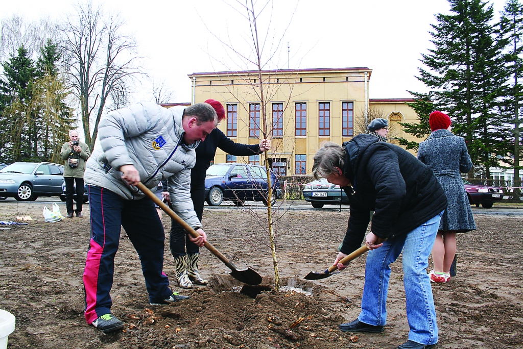 Šī nedēļa Smiltenes ģimnāzijas vēsturē paliks ar bērzu birzs atjaunošanu. Jauno kociņu stādīšanā kopā ar citiem pedagogiem un tehniskajiem darbiniekiem piedalījās arī sporta skolotājs,  Smiltenes vidusskolas 1989. gada absolvents Andis Rozītis. “Ir labi padarīta darba sajūta,” viņš atzīst.   
Autors:  SANDRA PĒTERSONE