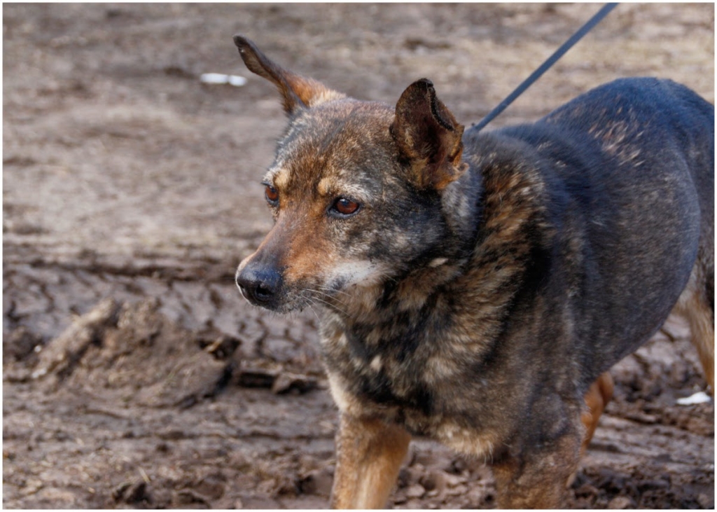 Pirms 2 gadiem pie mums nonāca ~5 gadus jauna, ļoti nomocīta, vidēji maza augumiņa kucīte ar prāvu mazuļu pulciņu. Visi apaļi un dūšīgi! Mamma, līdzīga ģindenītim, bija centusies un sevi atdevusi par mazo dzīvību un veselību. Viņa ir bija tik sirsnīga, ka iesaucām mīļi - par Dacīti.