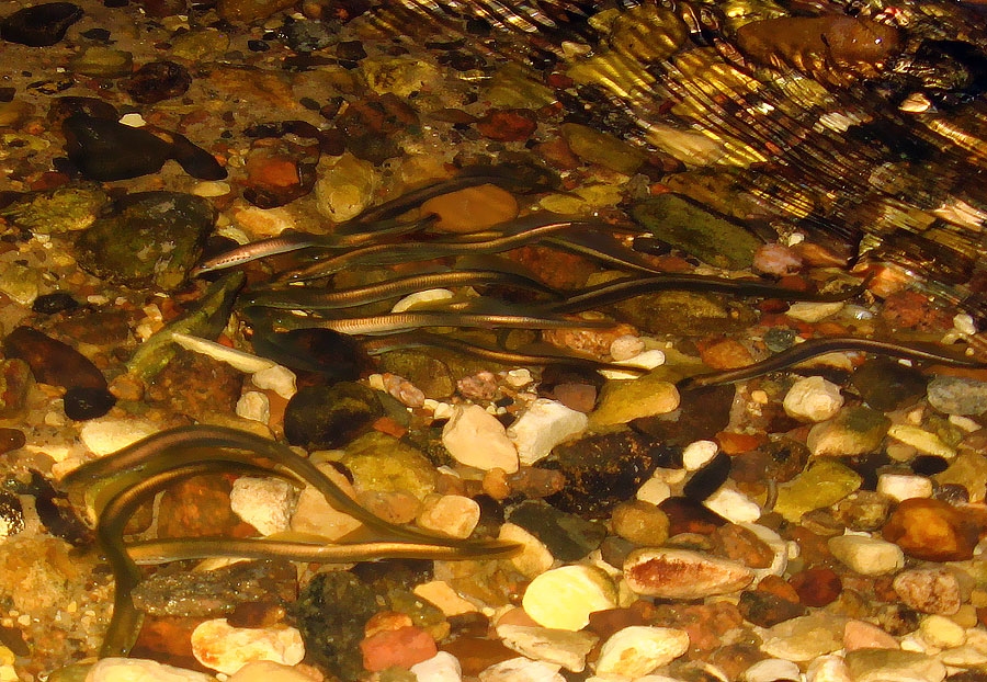 Autors: dziedatava.lv